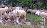 Ceresole Reale