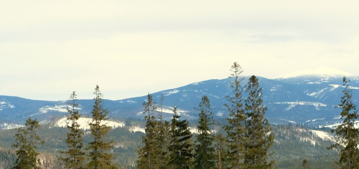 Orava