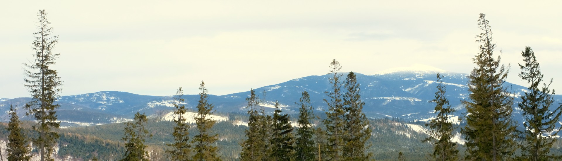 Orava